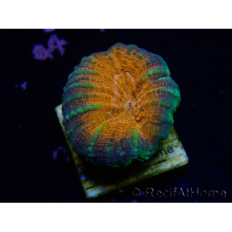 WYSIWYG Lobophyllia(Skelett 8 cm)