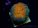 WYSIWYG Lobophyllia(Skelett 8 cm)