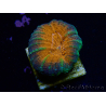WYSIWYG Lobophyllia(Skelett 8 cm)
