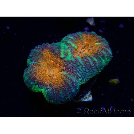 WYSIWYG Lobophyllia sp 4 (Skeleton 7 cm)