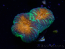 WYSIWYG Lobophyllia ( 7 cm)