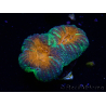 WYSIWYG Lobophyllia sp 4 (Skeleton 7 cm)