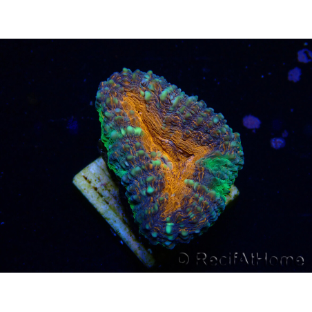 WYSIWYG Lobophyllia (Skeleton 6 cm)