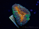WYSIWYG Lobophyllia (Skeleton 6 cm)