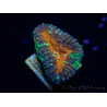 WYSIWYG Lobophyllia (Skeleton 6 cm)