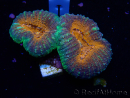 WYSIWYG Lobophyllia (5 cm)