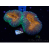 WYSIWYG Lobophyllia (5 cm)
