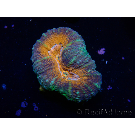 WYSIWYG Lobophyllia(3.5 cm)