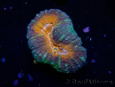 WYSIWYG Lobophyllia(3.5 cm)