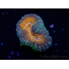 WYSIWYG Lobophyllia(3.5 cm)