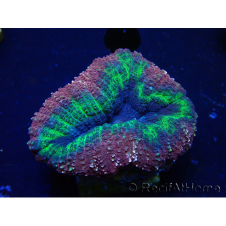 WYSIWYG Lobophyllia(Scheletro 7 cm)