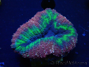 WYSIWYG Lobophyllia (Skeleton 7 cm)
