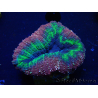 WYSIWYG Lobophyllia (Skeleton 7 cm)