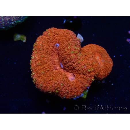 WYSIWYG Lobophyllia(3 cm)