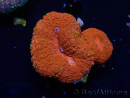 WYSIWYG Lobophyllia(3 cm)
