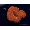 WYSIWYG Lobophyllia(3 cm)