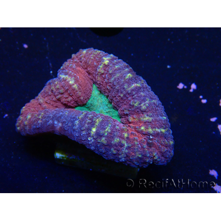 WYSIWYG Lobophyllia(Skeleton 5.5 cm)