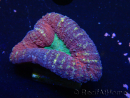 WYSIWYG Lobophyllia(Skeleton 5.5 cm)