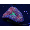 WYSIWYG Lobophyllia(Skeleton 5.5 cm)