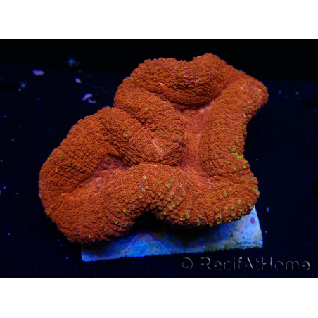 WYSIWYG Lobophyllia(Skelett 2,5 cm)