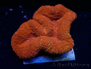 WYSIWYG Lobophyllia(Skelett 2,5 cm)