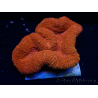 WYSIWYG Lobophyllia(Skelett 2,5 cm)