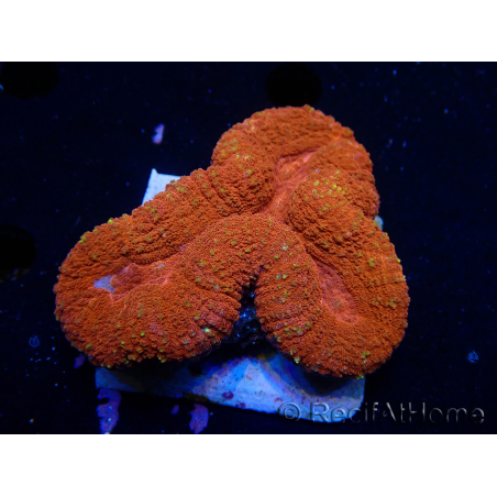 WYSIWYG Lobophyllia(3 cm)