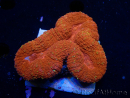 WYSIWYG Lobophyllia(3 cm)