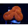 WYSIWYG Lobophyllia(3 cm)