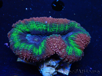 WYSIWYG - Lobophyllia (Skeleton 3.5 cm)