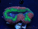 WYSIWYG - Lobophyllia (Skeleton 3.5 cm)