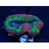 WYSIWYG - Lobophyllia (Skeleton 3.5 cm)