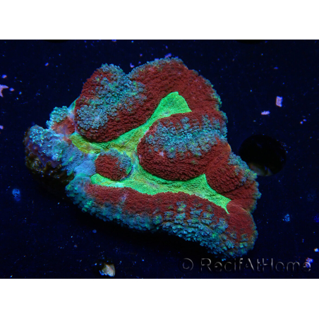 WYSIWYG - Lobophyllia (Skeleton 3.5 cm)