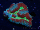 WYSIWYG - Lobophyllia (Skeleton 3.5 cm)