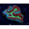WYSIWYG - Lobophyllia (Skeleton 3.5 cm)