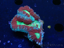 WYSIWYG Lobophyllia (4 cm)
