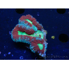 WYSIWYG Lobophyllia (4 cm)