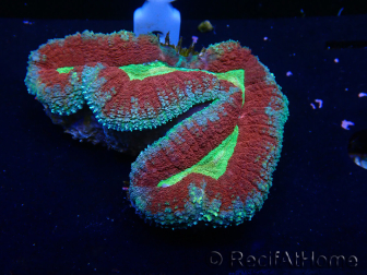 WYSIWYG Lobophyllia(Skelett 4 cm)