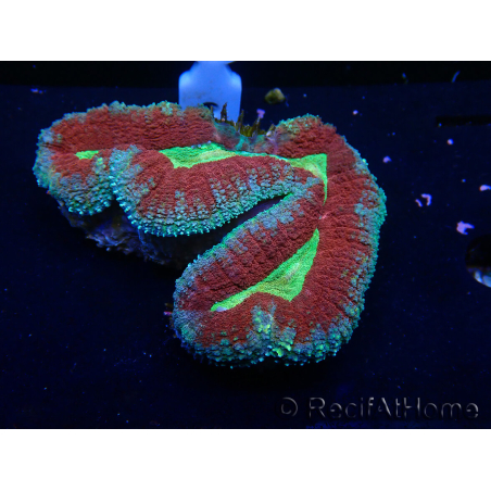 WYSIWYG Lobophyllia(Skelett 4 cm)