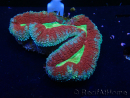 WYSIWYG Lobophyllia(Skelett 4 cm)