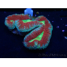 WYSIWYG Lobophyllia(Skelett 4 cm)