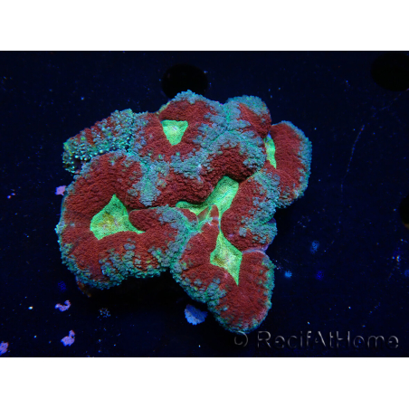 WYSIWYG - Lobophyllia(Skeleton 3.5 cm)