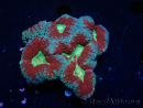 WYSIWYG - Lobophyllia(Skeleton 3.5 cm)