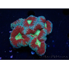 WYSIWYG - Lobophyllia sp 18 (Skeleton 3.5 cm)