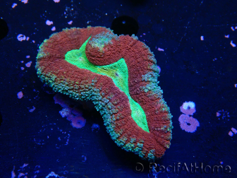 WYSIWYG - Lobophyllia (Skeleton 3.5 cm)