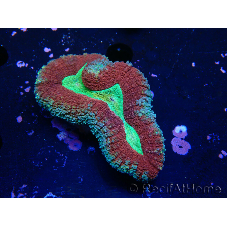 WYSIWYG - Lobophyllia (Skeleton 3.5 cm)