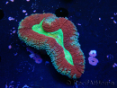WYSIWYG - Lobophyllia (Skeleton 3.5 cm)