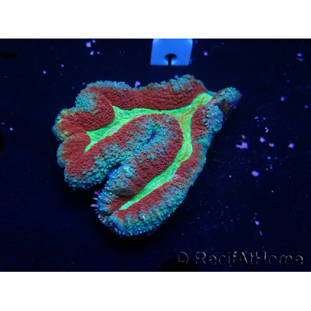 WYSIWYG - Lobophyllia (6.5 cm)