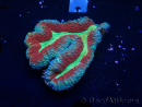 WYSIWYG - Lobophyllia (6.5 cm)