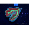 WYSIWYG - Lobophyllia (6.5 cm)